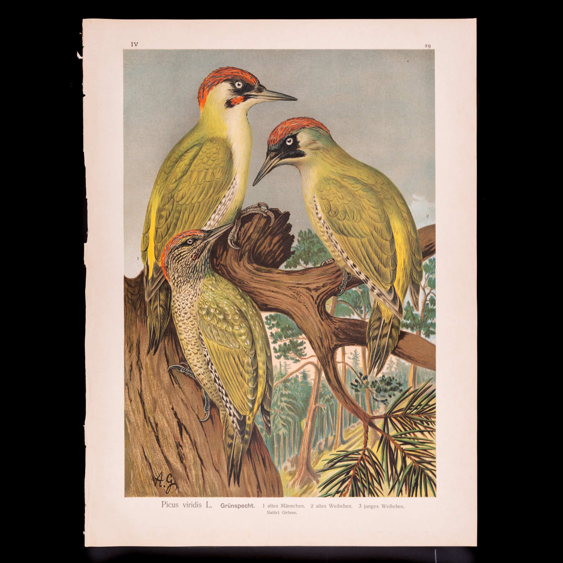 European Green Woodpecker: One Male and Two Females  - Big chromolithographed antique Ornithology Print Naumann 1897 (11 x 15 inches)