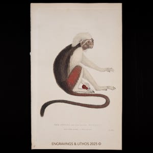 Può includere: Una stampa d'epoca raffigurante una scimmia, con un'illustrazione dettagliata del primate. La scimmia ha un viso bianco e pelliccia sulla testa, un dorso marrone scuro e una coda rossa. La stampa include il testo "THE PINCHE OR RED TAILED MONKEY."