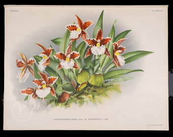 ROSS'S ODONTOGLOSSUM  - Antique authentic lithograph by Jean Linden, Belgium 1892, coming from Iconographie des Orchidees - Stunning!