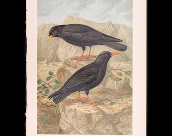 Eurasian Alpine Accentor / Alpine Chough - Big chromolithographed antique Ornithology Print Naumann 1897 (11 x 15 inches)