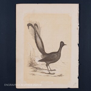 1851 THE LYREBIRD – Antique Lithograph – Original The Natural History of the Sacred Scriptures, and Guide to General Zoology