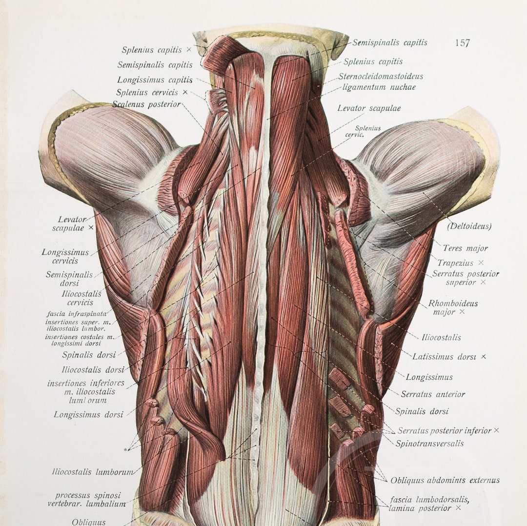Erector Longissimus Thoracis Exercises Erector Spinae Muscles