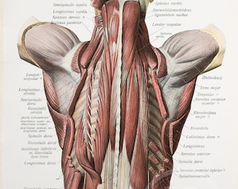 Erector spinae muscles / Transversospinalis muscle / / Human Anatomy - Descriptive Anatomy Book 1926 - Printed on both sides!