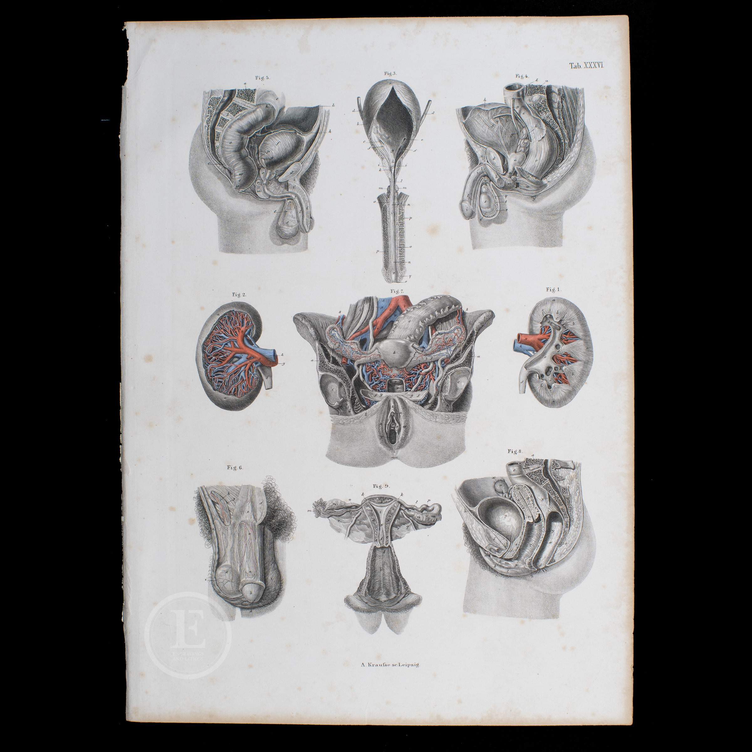 1860年 尿器と生殖器 – 人体解剖図鑑に掲載された大型の手彩色鋼版画