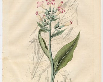 Tobacco plant - Nicotiana tabacum - Extremely rare, hand-colored from "Book of the World - 1844" by Carl Hoffman