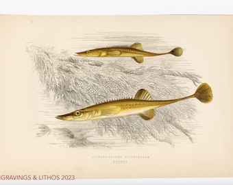 Pez espinoso de 1894: cromolitografía original de peces de agua dulce británicos