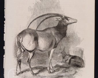 Arabian oryx -  157-year-old Original steel engraving from Cassell's Popular Natural History