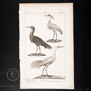Birds: Great and Red Egret and Black-capped White Heron - Original rare print from &quot;Oeuvres Completes de Buffon&quot; 1825