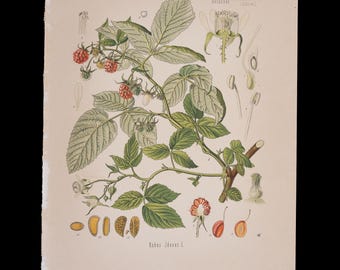 1887年 カモミール（Matricaria Chamomilla） – コーラーの薬用植物図鑑からのアンティーク植物画