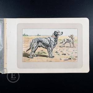 1907 ENGLISH SETTER hunting dog — 117-Year-Old Lithography Print from Antique French Animal Book – Buy 2, Get 1 Free!