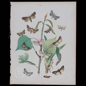 Puede incluir: Una ilustración vintage de varias polillas y orugas en una rama con hojas. Las polillas se representan en varios colores, incluyendo marrón, blanco, rosa y azul. La ilustración está etiquetada con el número "54".