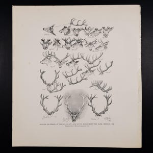Showing the growth of the antlers of a stag / &quot;The Mammals of Great Britain and Ireland&quot; by J.G. Millais / Big print 13.5x12 in!