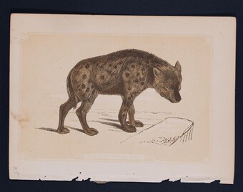 1851 THE SPOTTED HYENA – Antique Lithograph – Original The Natural History of the Sacred Scriptures, and Guide to General Zoology