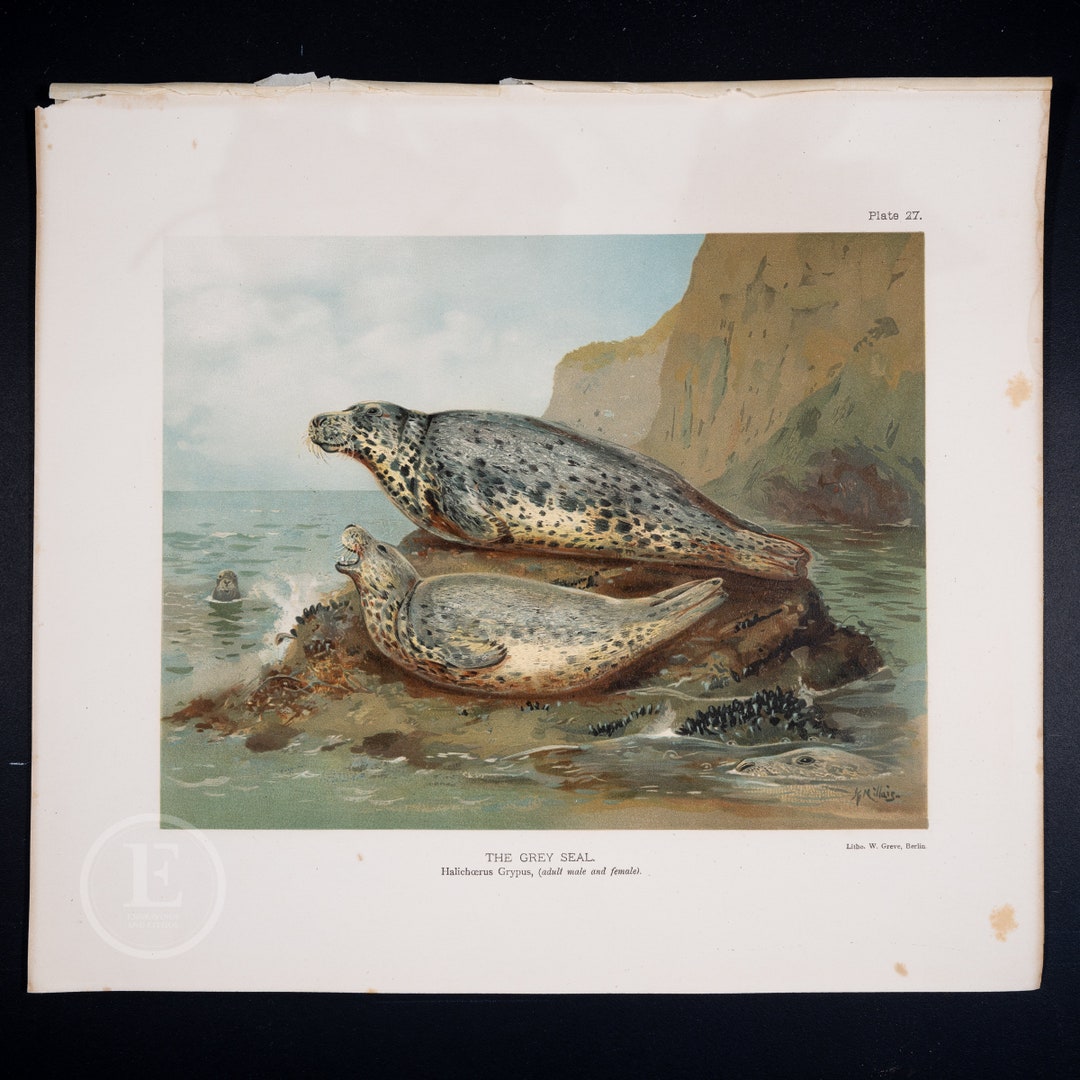 GREY SEAL / Authentic Chromolithograph Print "the Mammals of Great ...