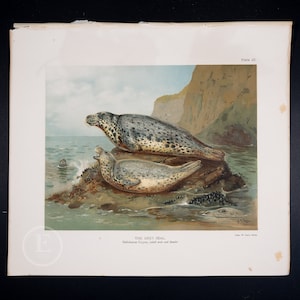 GREY SEAL  / Authentic Chromolithograph print "The Mammals of Great Britain and Ireland" by John Guille Millais / Big print 13.5x12 in!
