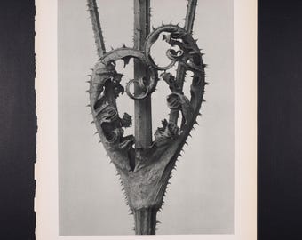 1929年 カール・ブロスフェルト作 版画 - カットリーフ・ティーゼル