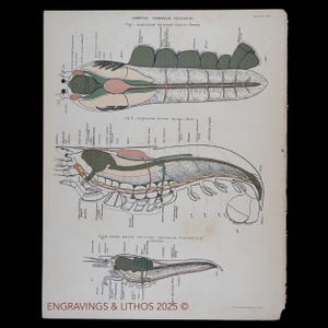 1880 LOBSTER INTERNAL ANATOMY - Original lithograph from an antique Biological Atlas - Scarce!