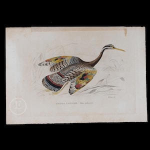 May include: A vintage illustration of a bird with colorful plumage, titled "EURIPIGA FALENIDDE  Haliaeetus platyrhynchus". The bird is depicted in flight, with its wings spread wide. The illustration is done in a detailed and realistic style, with a focus on the bird's feathers and markings.