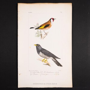 May include: Vintage bird print showing two detailed bird illustrations. The top bird has a red face, brown back, and yellow wing markings. The bottom bird is grey with a yellow beak and striped chest. The print is on aged paper.