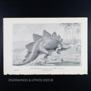 May include: A black and white illustration of a Stegosaurus dinosaur, a large, armored dinosaur with plates along its back. The dinosaur is depicted in a natural setting with palm trees in the background. The text "PLATE X. A GIGANTIC ARMOURED DINOSAUR, STEGOSAURUS UNGULATUS, Length about 30 feet" is printed below the image.