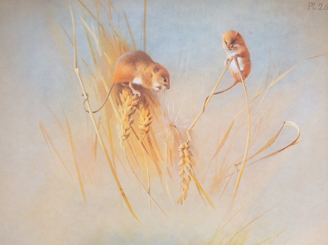 Harvest Mouse and Wood Mouse - Vintage Print From the Book "british ...