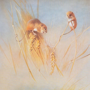 Harvest mouse and wood mouse - Vintage print from the book "British Mammals" A. Thornburn, Vol. 2 - 1921