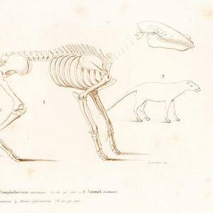 1849 Skeleton and jawbone of the Anoplotherium commune - Dictionnaire by Charles d&#39;Orbigny  - Original steel engraving - HAND COLORED!