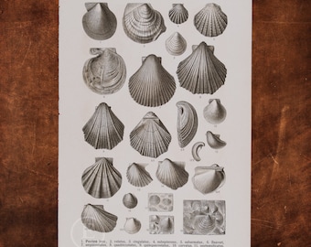 ANCIENT FOSSILS: Scallops,  Avicula, Pseudomonotis, Posidonia, Saline Monotis   - Original Lithography of Fossils ca 1910