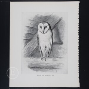 White or Barn-Owl  - Original vintage print "British Birds with their Nests and Eggs" 1896