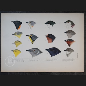 Amerikaanse roodstaart, Canadese vliegenvanger, paarse martin - originele afdruk uit boek "A History of North American Birds" Baird 1874