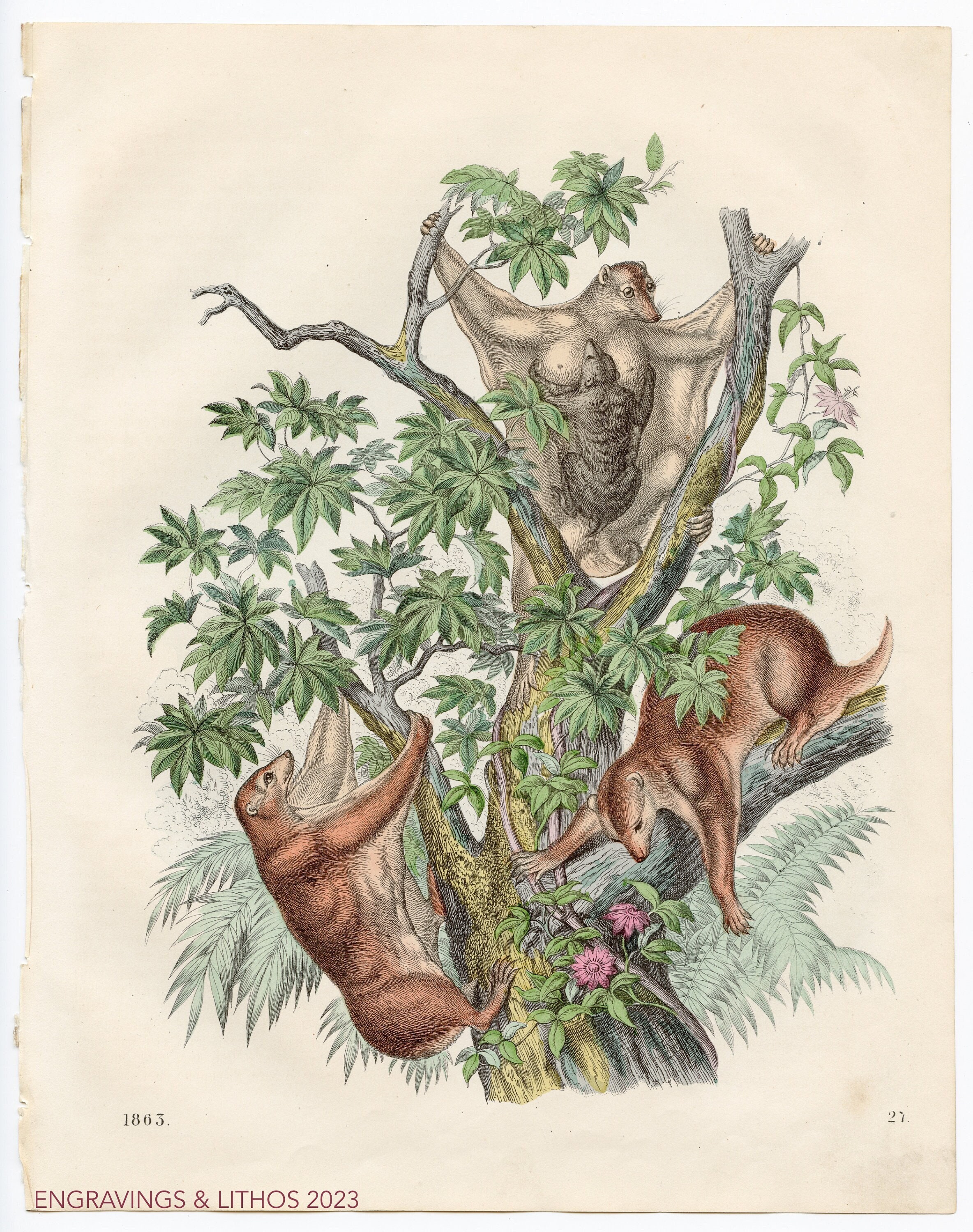 1863 Spectral bats - Rare plate "Book of the World" - Hand colored original, Old Original Print