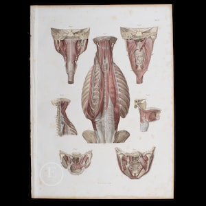 1860 Muscles of palate, jaw, neck, and back - Original engravings from a Atlas of Human Anatomy - Big stunning hand-colored original plate!