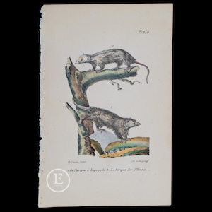 1833  /  OPOSSUMS:  COMMON and VIRGINIAN -  Authentic steel engraving from Oeuvres Completes de Buffon  - Hand colored!