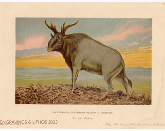 1902 Extinct giant Giraffid - Vintage print from Tiere der Urwelt (Creatures of the Primitive World)