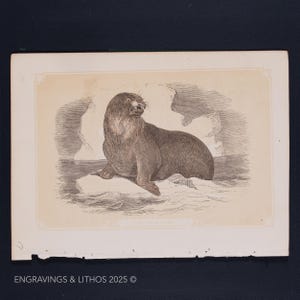 1851 THE SEA LION – Antique Lithograph – Original The Natural History of the Sacred Scriptures, and Guide to General Zoology