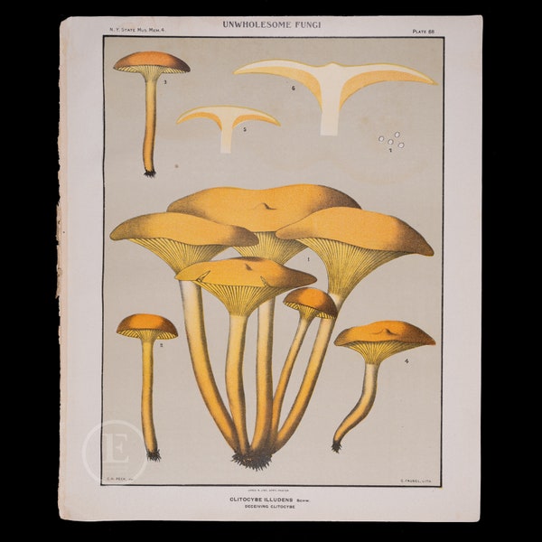 UNWHOLESOME FUNGI: Deceiving Clitocybe - Rare plate lithograph of Edible Mushrooms printed 1899 - Exquisite plate!