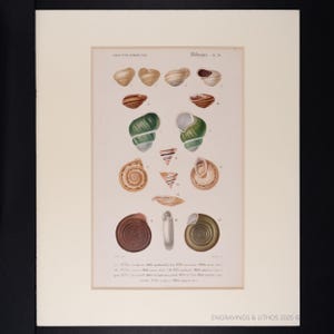1849 LAND SNAIL SHELLS - Matte included - Dictionnaire d&#39;histoire by Charles d&#39;Orbigny - Engraving Hand Colored! Ready to frame.