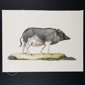 1970 WILD BOAR - Vintage lithograph   Print of Larousse Animals - Buy 1 get 1 free from this collection!