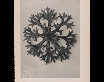 ORIGINAL FOTOGRAVURE BOTANIK - Willkomm&#39;s Steinbrech Mutterkraut von Karl Blossfeldt aus dem Jahr 1935 - beidseitig bedruckt