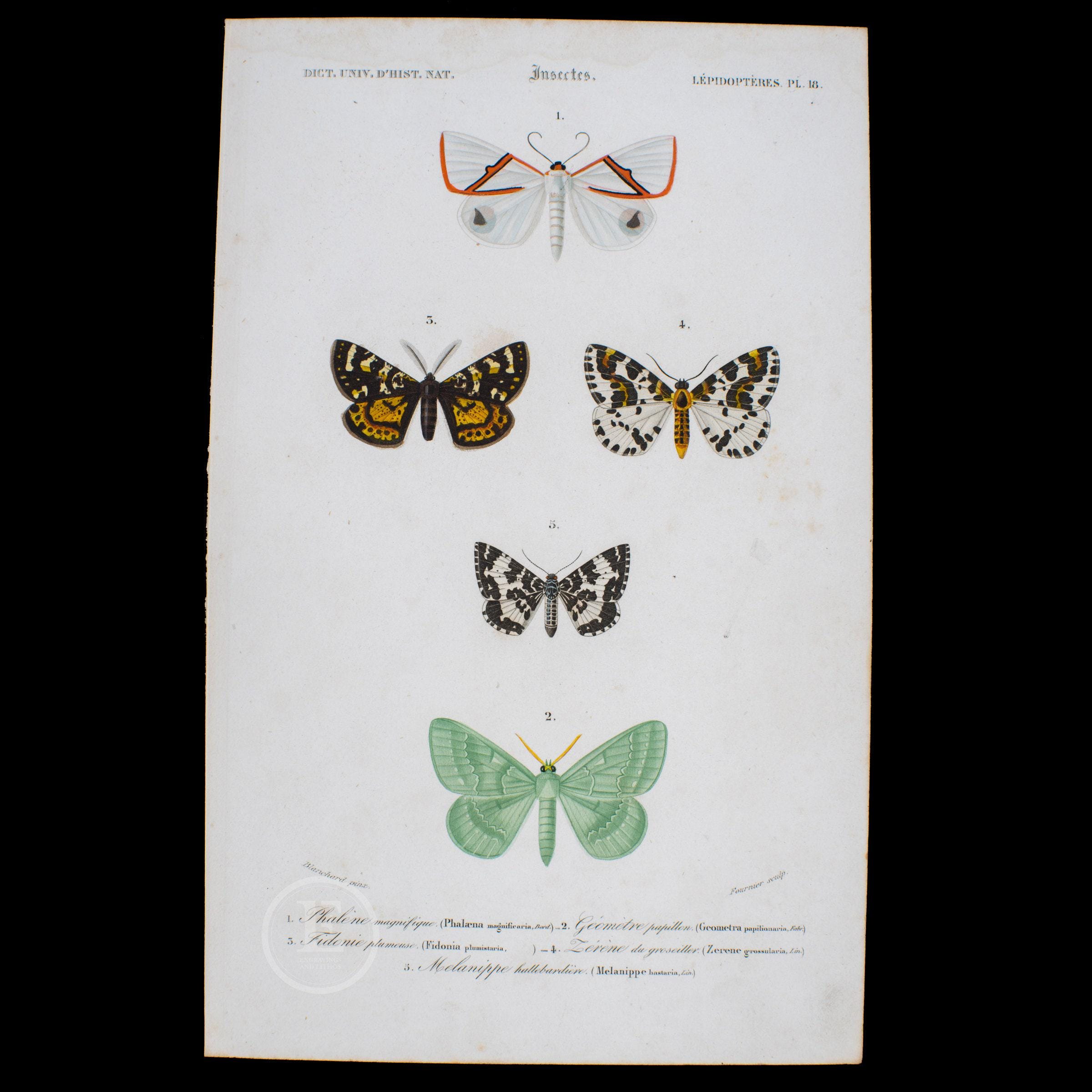 1849 - Phalaena, Geometer, Moth Butterflies – D'orbigny Natural