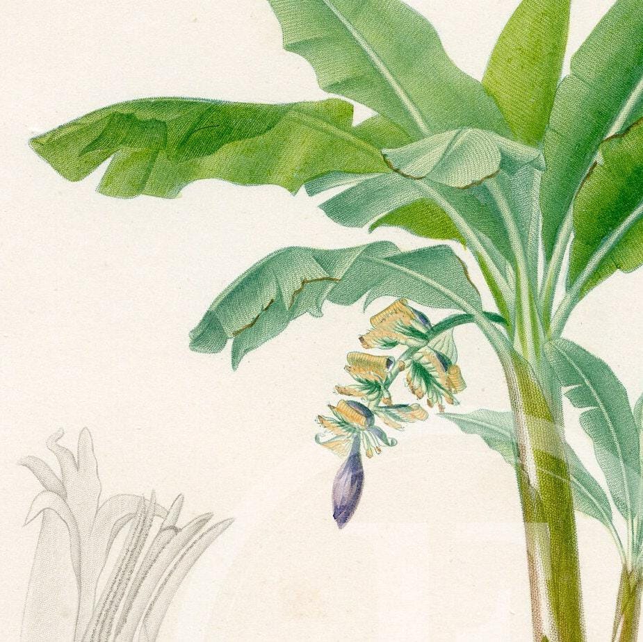 1849 - Banana, Plantain Tree – D'orbigny Natural History Engraving
