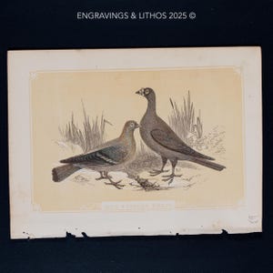 1851 VILDDUVOR OCH BRÄDDUVOR – Antik litografi – Original De heliga skrifternas naturhistoria och guide till allmän zoologi