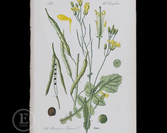 1886 RAPESEED - Flora of Germany, Austria and Switzerland Original