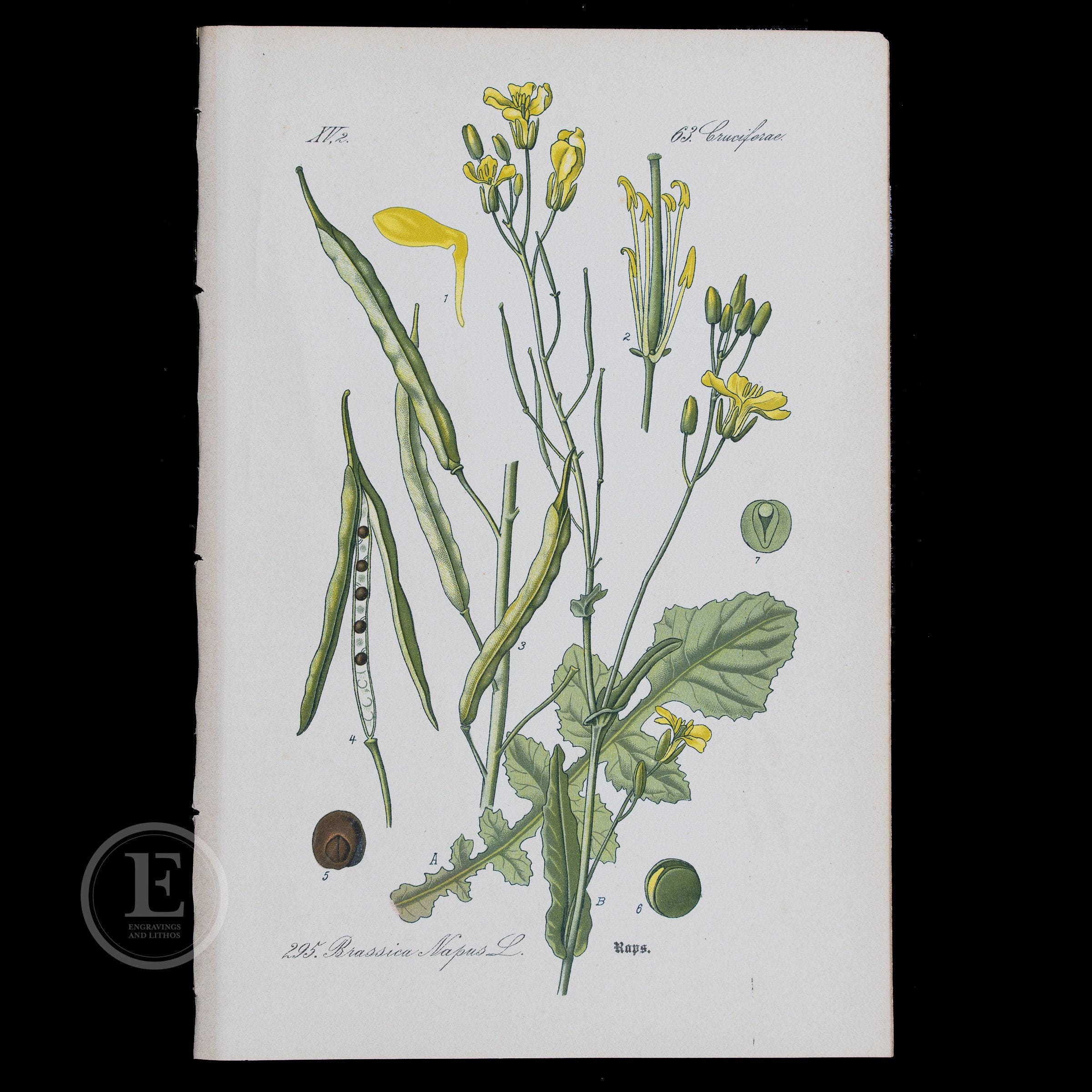 1886 RAPESEED - Flora of Germany, Austria and Switzerland Original
