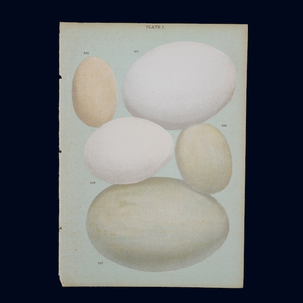 Different Kinds of Bird Eggs -  Antique Chromolithograph Published C1900, London "Eggs of the Native Birds of Britain"