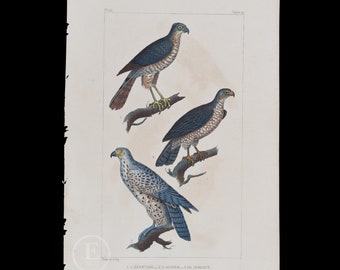 Hawk, Eurasian Goshawk and Gyrfalcon  / Authentic Steel engraving from Oeuvres de Buffon 1829 - Hand colored!