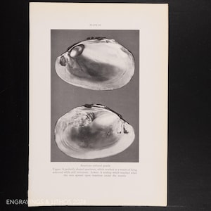 May include: Two close-up images of a cracked pearl oyster shell. The top image shows a pearl inside the shell. The bottom image shows the inside of the shell.