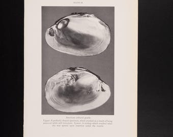 Amerikanische Kulturperlen - Original Lithographie um 1935