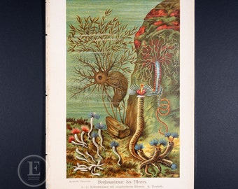 Bristles Worms of the Sea - Original Color lithography - The animal world  illustrated 1894