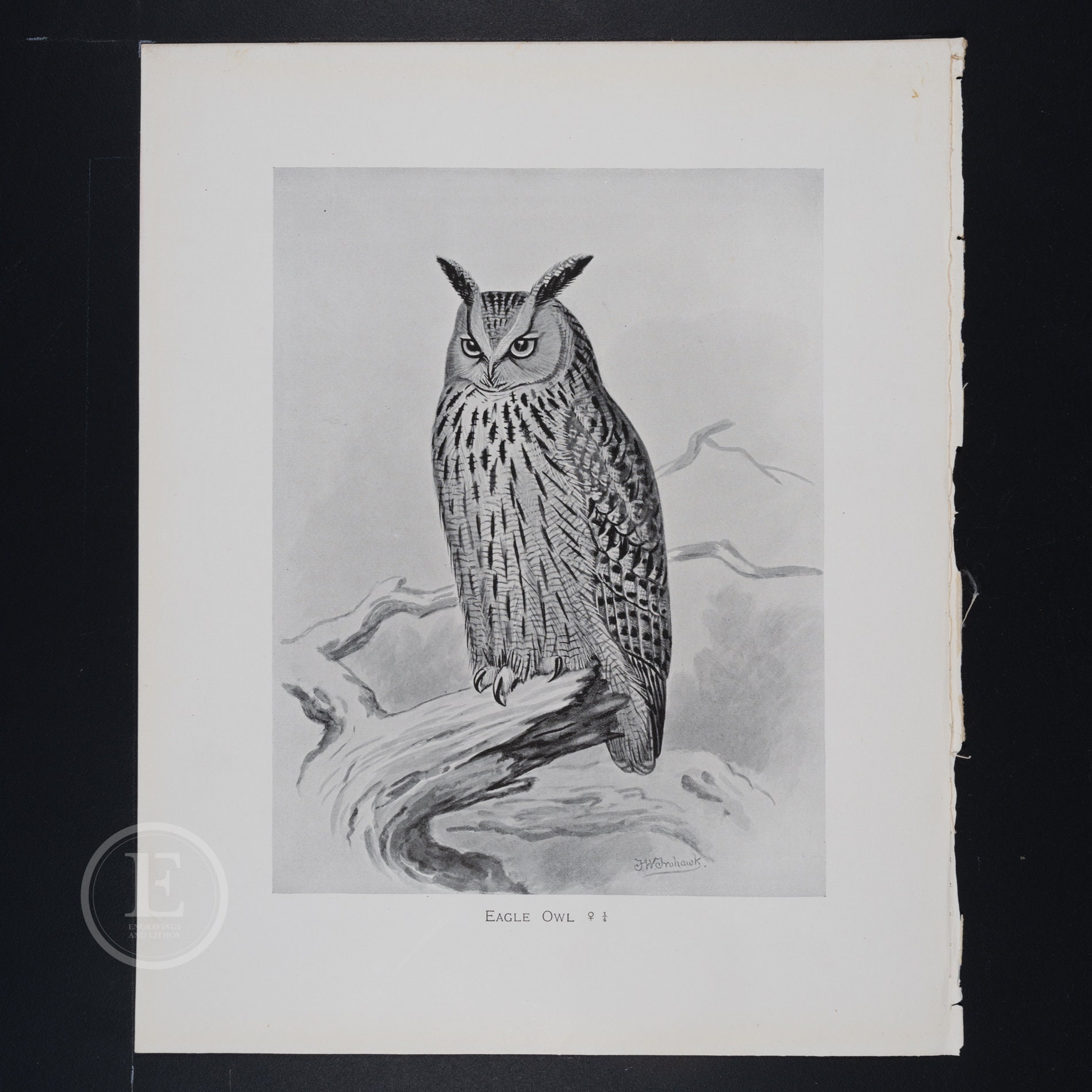 Eagle owl - Original vintage print "British Birds with their Nests and Eggs" 1896